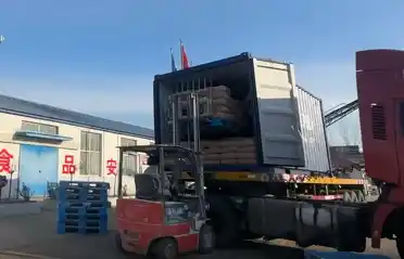 Industri Kentang Tongyou Qinhuangdao Kirim 10 Kontainer Tepung Ubi Jalar Ekspor ke Korea Selatan