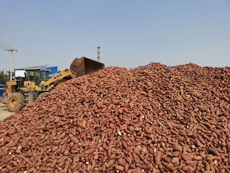 500g Bundled Sweet Potato Vermicelli